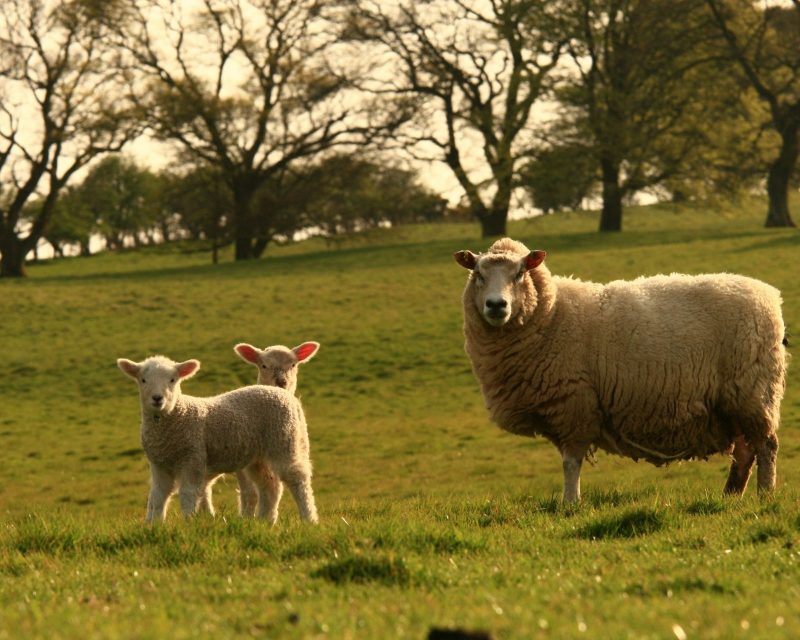 Forestry, Farming & Affordable Housing Castlemilk Estates